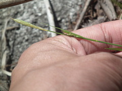 Carex pisiformis