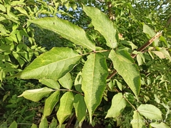 Sambucus sibirica