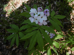 Cardamine heptaphylla