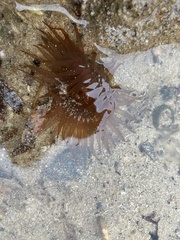 Actiniidae