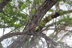 Toxostoma cinereum