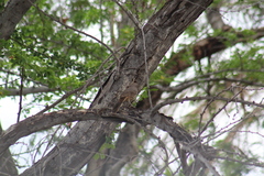 Toxostoma cinereum