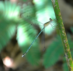 Lestes elatus