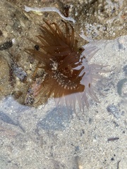 Actiniidae