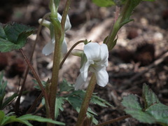 Viola chaerophylloides