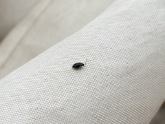 Psylliodes chrysocephala