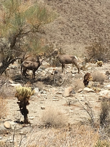 iNaturalist observation photo of Desert Bighorn Sheep