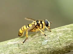 Milesia sinensis