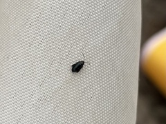 Psylliodes chrysocephala