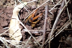Scolopendridae