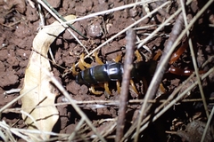 Scolopendridae