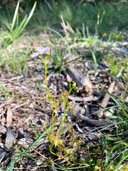 Drosera auriculata