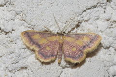 Idaea muricata