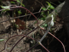 Clematis patens
