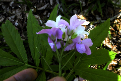 Cardamine heptaphylla