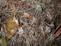 Scolopendridae