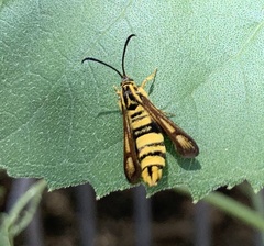 Penstemonia