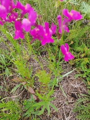 Linaria maroccana