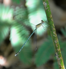 Lestes elatus