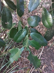 Syzygium moorei