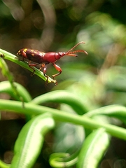 Baryrhynchus poweri