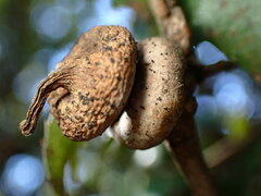 Heteroecus sanctaeclarae