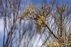 Hakea lorea lorea