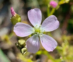 Drosera auriculata