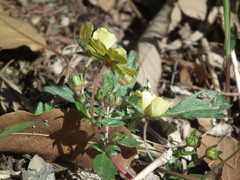 Potentilla fragarioides