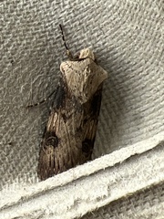 Agrotis puta