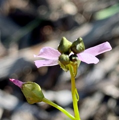 Drosera auriculata