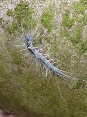 Chrysaeglia magnifica