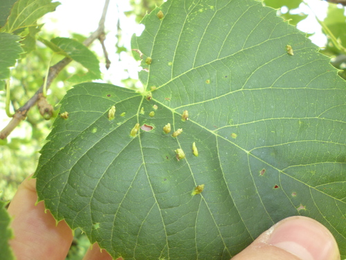 Red Nail Gall Mite photo 5