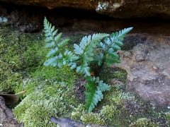 Davallia solida pyxidata