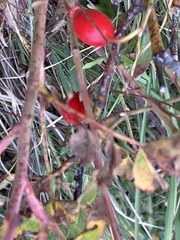 Rosa canina