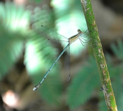 Lestes elatus
