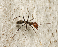 Iridomyrmex rubriceps