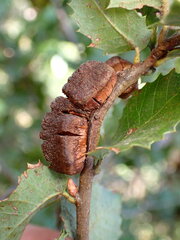 Disholandricus chrysolepidis