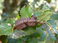 Disholandricus chrysolepidis