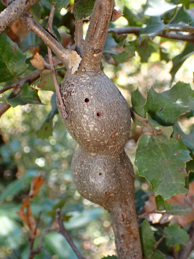 Disholcaspis spectabilis