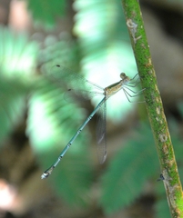 Lestes elatus
