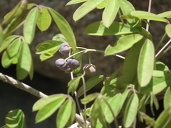 Akebia quinata