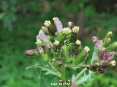 Erechtites hieraciifolius