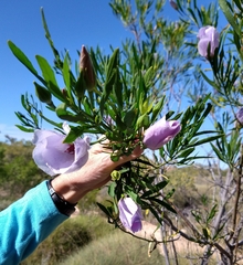 Alyogyne cuneiformis