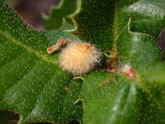 Disholandricus lasius