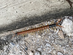 Scolopendra heros
