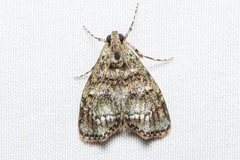 Stericta concisella