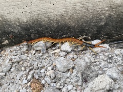 Scolopendra heros