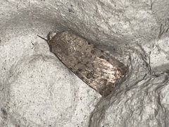 Caradrina clavipalpis
