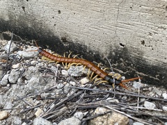 Scolopendra heros